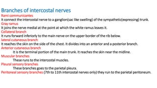 Branches of intercostal nerves
Rami communicantes
It connect the intercostal nerve to a ganglion(sac like swelling) of the sympathetic(expressing) trunk.
Gray ramus
It joins the nerve medial at the point at which the white ramus leaves it.
Collateral branch
It runs forward inferiorly to the main nerve on the upper border of the rib below.
lateral cutaneous branch
It reaches the skin on the side of the chest. It divides into an anterior and a posterior branch.
Anterior cutaneous branch
It is the terminal portion of the main trunk. It reaches the skin near the midline.
Muscular branches
These runs to the intercostal muscles.
Pleural sensory branches
These branches goes to the parietal pleura.
Peritoneal sensory branches (7th to 11th intercostal nerves only) they run to the parietal peritoneum.
 