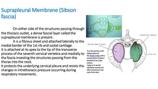 Suprapleural Membrane (Sibson
fascia)
On either side of the structures passing through
the thoracic outlet, a dense fascial layer called the
suprapleural membrane is present.
It is a fibrous sheet and attached laterally to the
medial border of the 1st rib and costal cartilage.
It is attached at its apex to the tip of the transverse
process of the seventh cervical vertebra and medially to
the fascia investing the structures passing from the
thorax into the neck.
It protects the underlying cervical pleura and resists the
changes in intrathoracic pressure occurring during
respiratory movements.
 