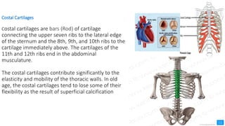 Costal Cartilages
Costal cartilages are bars (Rod) of cartilage
connecting the upper seven ribs to the lateral edge
of the sternum and the 8th, 9th, and 10th ribs to the
cartilage immediately above. The cartilages of the
11th and 12th ribs end in the abdominal
musculature.
The costal cartilages contribute significantly to the
elasticity and mobility of the thoracic walls. In old
age, the costal cartilages tend to lose some of their
flexibility as the result of superficial calcification
 