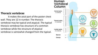 Thoracic vertebrae
It makes the axial part of the poster chest
wall. They are 12 in number. The thoracic
vertebrae may be typical and atypical. The typical
thoracic vertebrae has structure of a common
vertebrae while the structure of atypical
vertebrae is somewhat changed from the typical.
 