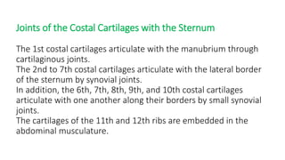 Joints of the Costal Cartilages with the Sternum
The 1st costal cartilages articulate with the manubrium through
cartilaginous joints.
The 2nd to 7th costal cartilages articulate with the lateral border
of the sternum by synovial joints.
In addition, the 6th, 7th, 8th, 9th, and 10th costal cartilages
articulate with one another along their borders by small synovial
joints.
The cartilages of the 11th and 12th ribs are embedded in the
abdominal musculature.
 