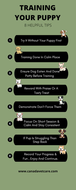 www.canadavetcare.com
8 HELPFUL TIPS
TRAINING
YOUR PUPPY
1
2
3
4
5
6
Try It Without Your Puppy First
Training Done In Calm Place
Ensure Dog Eaten And Done
Potty Before Training
Reward With Praise Or A
Tasty Treat
Demonstrate Don't Force Them
If Pup Is Struggling Than
Step Back
7
8
Focus On Short Session &
Calm And Stay Consistent
Record Your Progress &
Fun , Enjoy And Continue.
 