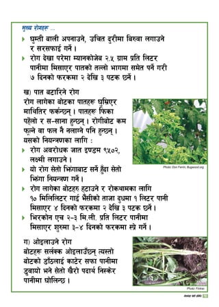 d'Vo /f]ux¿ ===
3'DtL afnL ckgfpg], plrt b'/Ldf la?jf nufpg]
/ ;/;kmfO{ ug]{ .
/f]u b]vf k/]df Dofgsf]h]a @=% u|fd k|lt ln6/
kfgLdf ld;fP/ kftsf] tNnf] efudf ;d]t kg]{ u/L
 lbgsf] km/sdf @ b]lv # k6s 5g]{ .
v_ kft a6fl/g] /f]u
/f]u nfu]sf af]6sf kftx¿ 3'ld|P/
dflylt/ kms{G5g . kftx¿ lkmsf
kx]+nf] / ;–;fgf x'G5g . /f]uLaf]6 sd
kmNg] jf kmn g} gnfUg] klg x'G5g .
o;sf] lgoGq0fsf nflu M
/f]u cj/f]ws hft O08d (%)@,
nIdL nufpg] .
of] /f]u ;]tf] lem+ufaf6 ;g]{ x'“bf ;]tf]
lem+uf lgoGq0f ug]{ .
/f]u nfu]sf af]6x? x6fpg] / /f]syfdsf nflu
!) ldlnln6/ ufO{ e}+;Lsf] tfhf b'wdf ! ln6/ kfgL
ld;fP/ $ lbgsf] km/sdf @ b]lv # k6s 5g]{ .
le/sf]g Pr @–# ld=nL= k|lt ln6/ kfgLdf
ld;fP/ z'?df #–$ lbgsf] km/sdf :k|] ug]{ .
u_ cf]Onfpg] /f]u
af]6x¿ ;n{Ss cf]Onfp“5g To:tf]
af]6sf] 8f“7nfO{ sf6]/ ;kmf kfgLdf
8'jfof] eg] ;]tf] v}/f] kbfy{ lg:s]/
kfgLdf 3f]lnG5 .






Photo: Don Ferrin, Bugwood.org
Photo: Fintrac
10uf]ne]+8f v]tL k|ljlw
 