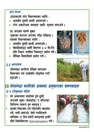 Photo: Bugwood.org Photo: Jeffrey W. Lotz
d'Vo /f]ux¿ ===
cf]Onfpg] /f]u lgoGq0fsf nflu M
wfg;“u 3'DtL afnL ckgfpg] .
/f]u cj/f]ws hftx¿ h:t}M ;[hgf nufpg] .
3_ h/fdf nfUg] h'sf
h'sfsf sf/0f h/fdf uf“7f b]lvG5 .
o;sf] lgoGq0fsf nflu M
wfg;“u 3'DtL afnL ckgfpg] .
g]dfl6;fO8 h:t} g]dfug #–$ ld=ln=
k|lt ln6/ kfgLdf ld;fP/ k|of]u ug]{ .
h}ljs ljiffbLsf] k|of]u ug]{ .
#=# emf/kft
uf]ne]8f af/Ldf b]lvg] emf/x¿
lgoGq0f ug{ /fd|f];“u uf]8d]n u/L
x6fpg] .





$ 	uf]ne]8f afnLsf] cj:yf cg';f/sf ;d:ofx¿
$=! /f]Kg'eGbf klxn]
of] cj:yfdf df6f]df x'g] 9';L,
h/fsf] h'sf -g]df6f]]8_ / sL/fsf
ljleGg :j¿k x'g ;S5g .
o;sf] lgoGq0f ug{ ulx/f];“u vghf]t
ug]{, kfgL hdfpg], ;]tf] Knfli6sn]
slDtdf @! lbg g;{/L Aof8nfO{ 9fsL
;f}o{ lgd{nLs/0f (Soilsolarization) ug]{ .
ð
ð
11uf]ne]+8f v]tL k|ljlw
 