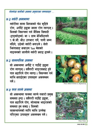 $=@ g;{/L cj:yfdf
g;{/Ldf ;fgf la?jfsf] km]b s'lxg]
/f]u, cuf}6] 89'jf h:tf /f]u nfU5g .
logsf] lgoGq0f ug{ h}ljs ljiffbL
-6«fOsf]8df{_ jf @ u|fd a]lel:6gn]
! s]=hL= aLp pkrf/ ug]{, kfgL hDg
glbg], p7]sf] g;{/L agfpg] . ;]tf]
lem+ufaf6 arfpg !)) d];sf]
gfOngsf] hfnLn] g;{/L Aof8 9fSg] .
$=# jfg:klts cj:yf
of] cj:yfdf cuf}6] / k5f}6] 89'jf
/f]u nfU5g . o;}u/L efO/;af6 x'g]
kft a6fl/g] /f]u nfU5 . lgoGq0f ug{
dfly atfO{Psf pkfox¿ cjnDag
ug]{ .
$=% kmn nfUg] cj:yf
of] cj:yfdf kmndf nfUg] ujf/f] k|d'v
;d:of x'G5 . o;}u/L k5f}6] 89'jf,
kft a6fl/g] /f]u, df]Hofs efO/;sf]
;d:of x'g ;S5 . logsf]
Joj:yfkgsf] nflu dfly pNn]v
ul/Psf pkfox¿ cjnDag ug]{ .
uf]ne]8f afnLsf] cj:yf cg';f/sf ;d:ofx¿ ===
Photo: William M. Brown Jr., Bugwood.org
Photo: Fintrac
12uf]ne]+8f v]tL k|ljlw
 