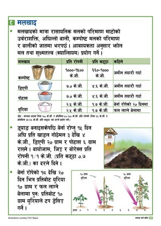 * 	dnvfb
dnvfbsf] dfqf /f;folgs dnsf] kl/df0f df6f]sf]
pj{/fzlQm, cl3Nnf] afnL, sDkf]i6 dnsf] kl/df0f
/ afnLsf] hftdf e/k5{ . cfjZostf cg';f/ emf]n
dn tyf ;IdtŒj ‑SoflN;od_ k|of]u ug{] .
dnvfb k|lt /f]kgL k|lt s67f slxn]
sDkf]i6
!)))–!%))
s]=hL=
^^)–!)))
s]=hL=
hdLg tof/L ubf{
l8PkL	 =) s]=hL= $=^ s]=hL= hdLg tof/L ubf{
kf]6f;	 =) s]=hL= $=^ s]=hL= hdLg tof/L ubf{
o'l/of	
@=% s]=hL= != s]=hL= a]gf{ /f]k]sf] @) lbgdf
@=% s]=hL= != s]=hL= kmn nfUg] a]nfdf
gf]6 M ;Dej ePdf lkgf !)) s]=hL= / af]gldn %)–!)) s]=hL= k|lt /f]kgL ‑lkgf ^^ s]=hL= /
af]gldn ##–^^ s]=hL= k|lt s67f_ sf b/n] k|of]u ug]{ .
8ofª agfO;s]kl5 a]gf{ /f]Kg' !% lbg
cl3 k|lt vf8n uf]7]dn # b]lv $
s]=hL=, l8PkL @) u|fd / kf]6f; ^ u|fd
/fVg] . afof]hfd, lh° / af]/]S; k|lt
/f]kgL !÷! s]=hL= -k|lt s67f )=
s]=hL=_ sf b/n] lbg] .
a]gf{ /f]k]sf] !* b]lv @)
lbg leq k|ltaf]6 o'l/of
!) u|fd / kmn nfUg]
a]nfdf k'gM k|ltaf]6 !)
u|fd o'l/ofn] 6k 8«]l;·
ug]{ .
ð
ð
ð !) u|fd
o'l/of
!) u|fd
o'l/of
)	 !	 @	 #	 $	 %	 ^	 	 *xKtf
Illustrations courtesy FAO Nepal. uf]ne]+8f v]tL k|ljlw
 