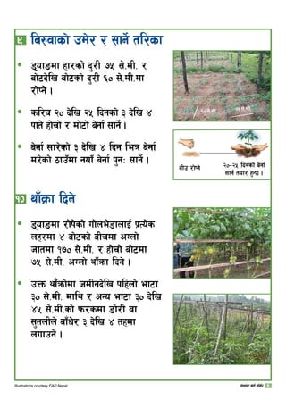 ( 	la?jfsf] pd]/ / ;fg]{ tl/sf
8ofªdf xf/sf] b'/L % ;]=dL= /
af]6b]lv af]6sf] b'/L ^) ;]=dL=df
/f]Kg] .
sl/j @) b]lv @% lbgsf] # b]lv $
kft] xf]rf] / df]6f] a]gf{ ;fg]{ .
a]gf{ ;f/]sf] # b]lv $ lbg leq a]gf{
d/]sf] 7fp“df gof“ a]gf{ k'gM ;fg{] .
!)	yfFj|mf lbg]
8ofªdf /f]k]sf] uf]ne]8fnfO{ k|To]s
nx/df $ af]6sf] aLrdf cUnf]
hftdf !) ;]=dL= / xf]rf] af]6df
% ;]=dL= cUnf] yf“qmf lbg] .
pQm yf“qmf]df hdLgb]lv klxnf] ef6f
#) ;]=dL= dfly / cGo ef6f #) b]lv
$% ;]=dL=sf] km/sdf 8f]/L jf
;'tnLn] af“w]/ # b]lv $ txdf
nufpg] .
ð
ð
ð
ð
ð
aLp /f]Kg] @)–@% lbgsf] a]gf{
;fg{ tof/ x'G5 .
^) ;]=dL= % ;]=dL=
Illustrations courtesy FAO Nepal. uf]ne]+8f v]tL k|ljlw
 
