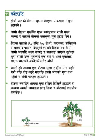 !! sfF65fF6
xf]rf] hftsf] af]6df z'?df cfPsf @ j6f;Dd d'gf
x6fpg] .
nfdf] af]6df z'?b]lv d'Vo sf08dfq /fvL d'Vo
sf08 / kftsf] aLrdf knfPsf] d'gf x6fO{ lbg] .
la?jf kftnf] -() b]lv !)) ;]=dL= km/sdf_ /f]lkPsf]
/ dnvfb k|z:t lbOPsf] 5 eg] la?jf $% ;]=dL=
nfdf] ePkl5 d'Vo sf08 / kftaf6 cfPsf] b'O{j6f
d'gf /fvL pQm d'gfnfO{ Ps tkm{ / csf]{ d'gfnfO{
;f6f÷ef6fsf] csf]{tkm{ nu]/ af“Wg] .
cUnf] x'g] hftdf Ps af]6df d'Vo @ xf“uf dfq /xg]
u/L kl5 af]6 a9b} uPkl5 tNnf] efusf] d'gf tyf
kx+]nf] / /f]uL kftx¿ x6fpg] .
af]6df grflxg] efudf d'gf b]lvg] lalQs} x6fpg] /
cGoyf To;n] vfBtTj vfO lbG5 / af]6nfO{ sdhf]/
agfp“5 .
ð
ð
ð
ð
ð
!% b]lv @) ;]=dL=
$% ;]=dL=
Illustrations courtesy FAO Nepal. uf]ne]+8f v]tL k|ljlw
 