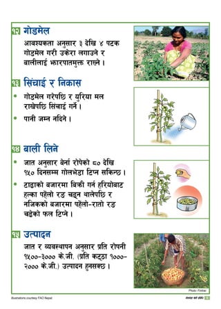 !@ uf]8d]n
cfjZostf cg';f/ # b]lv $ k6s
uf]8d]n u/L ps]/f nufpg] /
afnLnfO{ emf/kftd'Qm /fVg] .
!# l;+rfO{ / lgsf;
uf]8d]n u/]kl5 / o'l/of dn
/fv]kl5 l;+rfO{ ug{]{ .
kfgL hDg glbg] .	
!$ afnL lng]
hft cg';f/ a]gf{ /f]k]sf] *) b]lv
!%) lbg;Dd uf]ne]8f l6Kg ;lsG5 .
6f9fsf] ahf/df laqmL ug{ xl/of]af6
xNsf kx]+nf] /ª r9g yfn]kl5 /
glhssf] ahf/df kx]+nf]–/ftf] /ª
r9]sf] kmn l6Kg] .
!% pTkfbg
hft / Joj:yfkg cg';f/ k|lt /f]kgL
!%))–#))) s]=hL= ‑k|lt s67f !)))–
@))) s]=hL=_ pTkfbg x'g;S5 .
ð
ð
ð
ð
Photo: Fintrac
Illustrations courtesy FAO Nepal. uf]ne]+8f v]tL k|ljlw
 