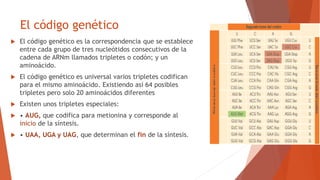 8 TRADUCCIÓN DEL ADN.pdf