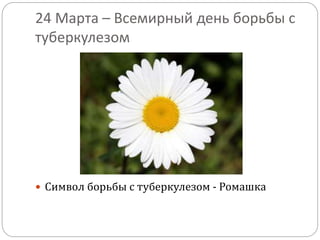 24 Марта – Всемирный день борьбы с
туберкулезом
 Символ борьбы с туберкулезом - Ромашка
 