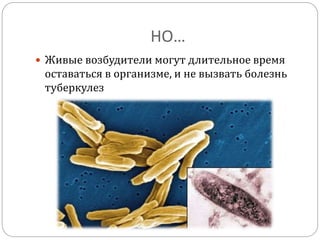 НО…
 Живые возбудители могут длительное время
оставаться в организме, и не вызвать болезнь
туберкулез
 
