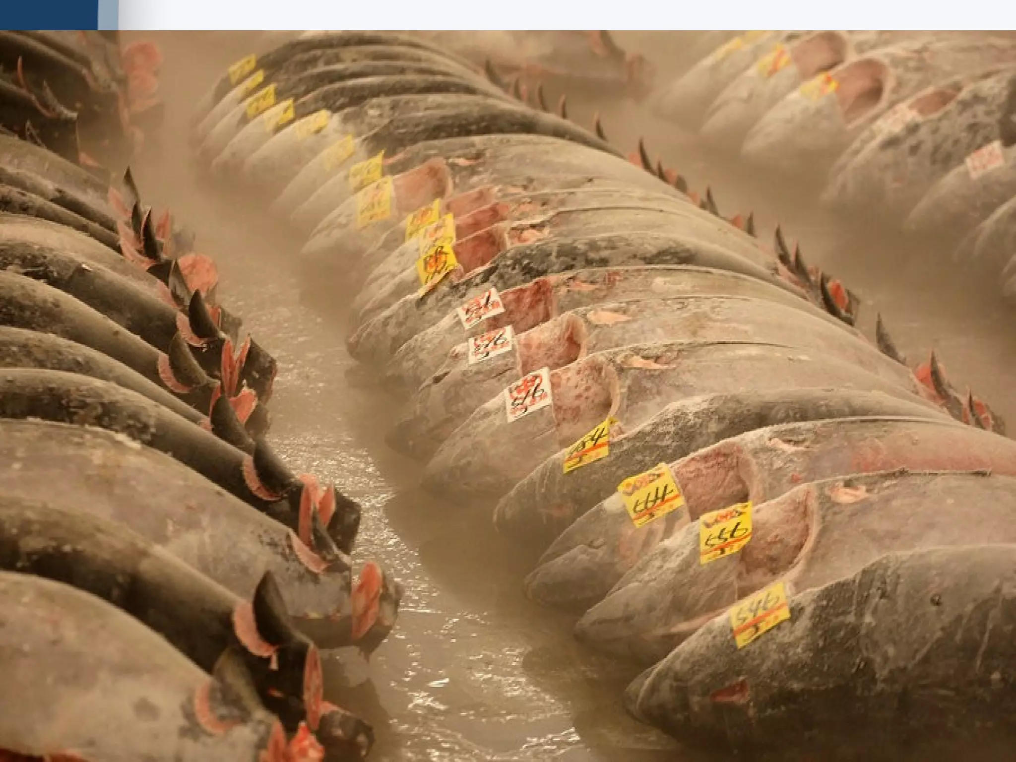 Cold storage
• The recommended temperature for cold
storage of fish and fish products in the UK is
-30°C. Safe storage times for a variety of
fish products, together with advice on
correct cold storage practice, are contained
in Advisory Note 28, Cold Storage of Frozen
Fish.
 