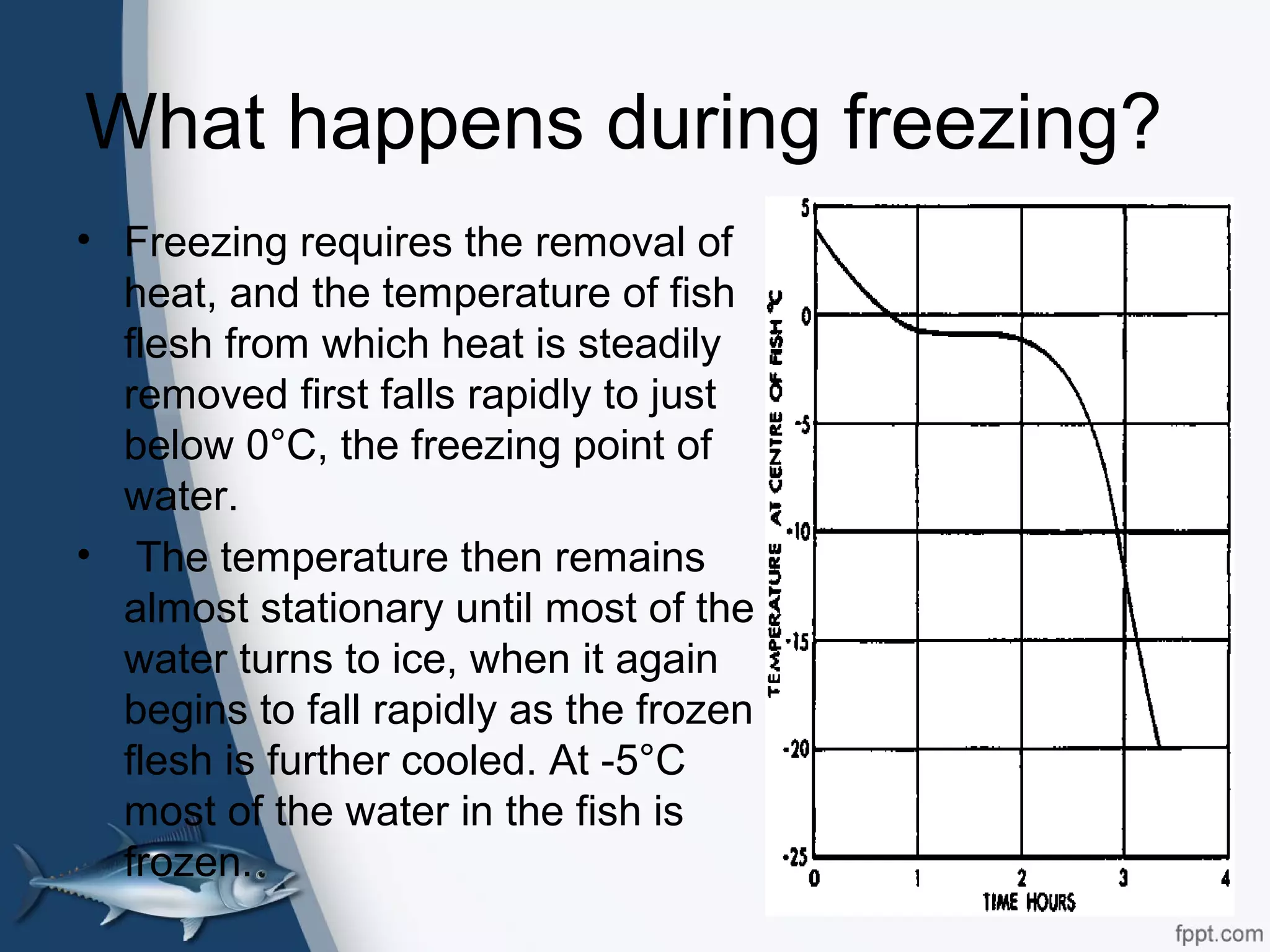 What happens during freezing?
• Freezing requires the removal of
heat, and the temperature of fish
flesh from which heat is steadily
removed first falls rapidly to just
below 0°C, the freezing point of
water.
• The temperature then remains
almost stationary until most of the
water turns to ice, when it again
begins to fall rapidly as the frozen
flesh is further cooled. At -5°C
most of the water in the fish is
frozen.
 