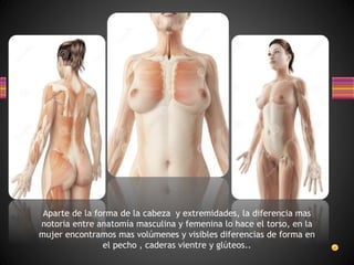 Aparte de la forma de la cabeza y extremidades, la diferencia mas
notoria entre anatomía masculina y femenina lo hace el torso, en la
mujer encontramos mas volúmenes y visibles diferencias de forma en
el pecho , caderas vientre y glúteos..
 