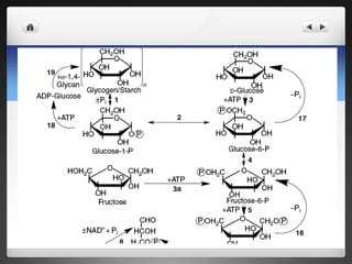 Fructose Bisphosphate Aldolase Pathway
 