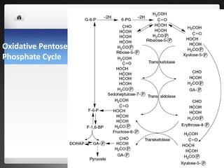 Oxidative Pentose
Phosphate Cycle
 