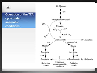 Operation of the TCA
cycle under
anaerobic
conditions.
 