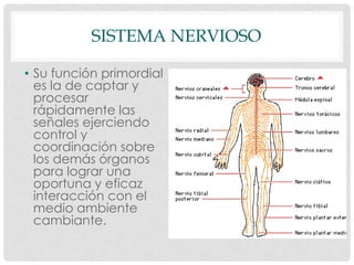 SISTEMA NERVIOSO
• Su función primordial
es la de captar y
procesar
rápidamente las
señales ejerciendo
control y
coordinación sobre
los demás órganos
para lograr una
oportuna y eficaz
interacción con el
medio ambiente
cambiante.