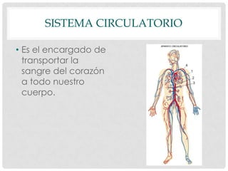 SISTEMA CIRCULATORIO
• Es el encargado de
transportar la
sangre del corazón
a todo nuestro
cuerpo.
