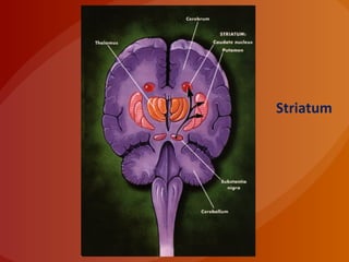 Striatum
 