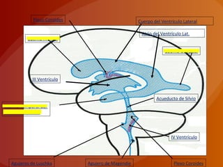 Plexo Coroides
Cuerno Frontal
III Ventrículo
Cuerno Temporal del
Ventrículo Lateral
IV Ventrículo
Agujero de Magendie
Cuerno Occipital
Acueducto de Silvio
Plexo CoroidesAgujeros de Luschka
Cuerpo del Ventrículo Lateral
Atrio del Ventrículo Lat.
 