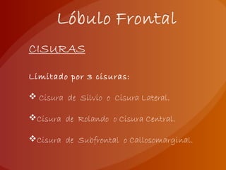 Limitado por 3 cisuras:
 Cisura de Silvio o Cisura Lateral.
Cisura de Rolando o Cisura Central.
Cisura de Subfrontal o Callosomarginal.
 