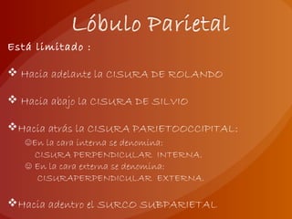 Está limitado :
 Hacia adelante la CISURA DE ROLANDO
 Hacia abajo la CISURA DE SILVIO
Hacia atrás la CISURA PARIETOOCCIPITAL:
☺En la cara interna se denomina:
CISURA PERPENDICULAR INTERNA.
☺ En la cara externa se denomina:
CISURAPERPENDICULAR EXTERNA.
Hacia adentro el SURCO SUBPARIETAL
 
