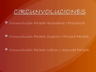  Circunvolución Parietal Ascendente o Postcentral
 Circunvolución Parietal Superior o Primera Parietal.
 Circunvolución Parietal Inferior o Segunda Parietal.
 