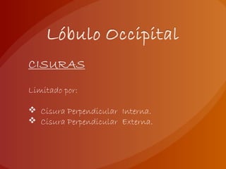 Limitado por:
 Cisura Perpendicular Interna.
 Cisura Perpendicular Externa.
 