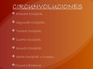  Primera Occipital.
 Segunda Occipital.
 Tercera Occipital.
 Cuarta Occipital.
 Quinta Occipital.
 Sexta Occipital o Cuneus.
Cisura Calcarina.
 
