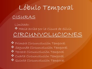Limitado:
 Hacia arriba por la Cisura de Silvio.
 Primera Circunvolución Temporal
 Segunda Circunvolución Temporal
 Tercera Circunvolución Temporal
 Cuarta Circunvolución Temporal
 Quinta Circunvolución Temporal
 