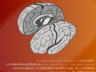 El Cerebro Anterior está dividido por la CISURA
INTERHEMISFÉRICA en dos Hemisferios, los cuales están unidos por
COMISURAS INTERHEMISFÉRICAS, EL CUERPO
 
