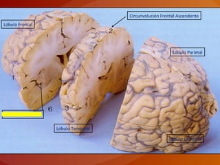 Circunvolución Frontal Ascendente
Lóbulo Occipital
Lóbulo Parietal
Lóbulo Frontal
Lóbulo Temporal
Lóbulo de la Insula
 