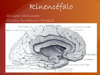 ☺Cuerpo Abollonado.
☺Cuerpo Bordeante o Fimbria.
 