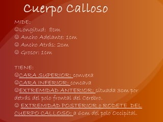 MIDE:
☺Longitud: 8cm
☺ Ancho Adelante: 1cm
☺ Ancho Atrás: 2cm
☺ Grosor: 1cm
TIENE:
☺CARA SUPERIOR: convexa
☺CARA INFERIOR: concava
☺EXTREMIDAD ANTERIOR: situada 3cm por
detrás del polo frontal del Cerebro.
☺ EXTREMIDAD POSTERIOR o RODETE DEL
CUERPO CALLOSO: a 6cm del polo Occipital.
 
