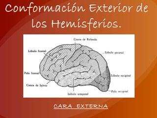 CARA EXTERNA
 