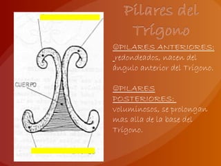☺PILARES ANTERIORES:
redondeados, nacen del
ángulo anterior del Trígono.
☺PILARES
POSTERIORES:
voluminosos, se prolongan
mas alla de la base del
Trígono.
 