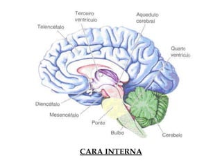 CARA INTERNA
 