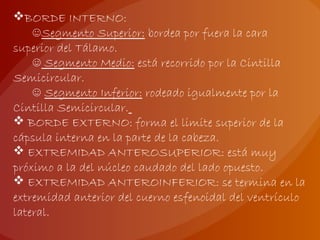BORDE INTERNO:
☺Segmento Superior: bordea por fuera la cara
superior del Tálamo.
☺ Segmento Medio: está recorrido por la Cintilla
Semicircular.
☺ Segmento Inferior: rodeado igualmente por la
Cintilla Semicircular.
 BORDE EXTERNO: forma el limite superior de la
cápsula interna en la parte de la cabeza.
 EXTREMIDAD ANTEROSUPERIOR: está muy
próximo a la del núcleo caudado del lado opuesto.
 EXTREMIDAD ANTEROINFERIOR: se termina en la
extremidad anterior del cuerno esfenoidal del ventrículo
lateral.
 