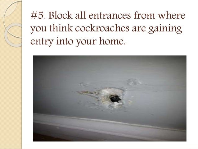 cockroaches