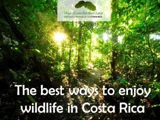 The best ways to enjoy wildlife in Costa Rica
