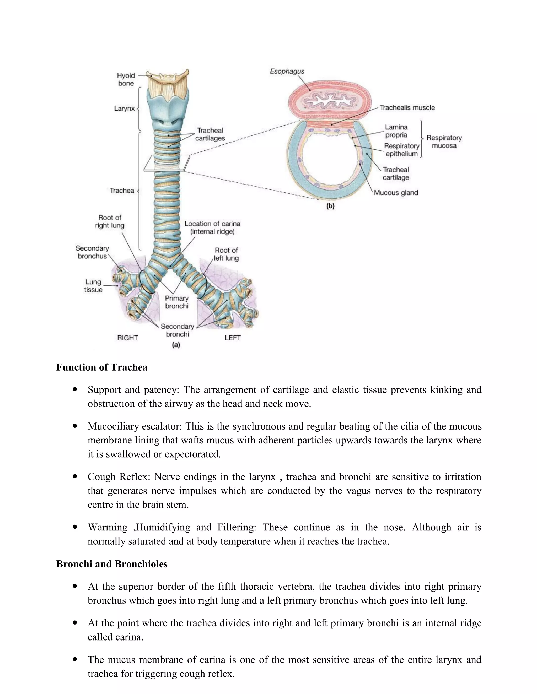 Function of Trachea
 Support and patency: The arrangement of cartilage and elastic tissue prevents kinking and
obstruction of the airway as the head and neck move.
 Mucociliary escalator: This is the synchronous and regular beating of the cilia of the mucous
membrane lining that wafts mucus with adherent particles upwards towards the larynx where
it is swallowed or expectorated.
 Cough Reflex: Nerve endings in the larynx , trachea and bronchi are sensitive to irritation
that generates nerve impulses which are conducted by the vagus nerves to the respiratory
centre in the brain stem.
 Warming ,Humidifying and Filtering: These continue as in the nose. Although air is
normally saturated and at body temperature when it reaches the trachea.
Bronchi and Bronchioles
 At the superior border of the fifth thoracic vertebra, the trachea divides into right primary
bronchus which goes into right lung and a left primary bronchus which goes into left lung.
 At the point where the trachea divides into right and left primary bronchi is an internal ridge
called carina.
 The mucus membrane of carina is one of the most sensitive areas of the entire larynx and
trachea for triggering cough reflex.
 