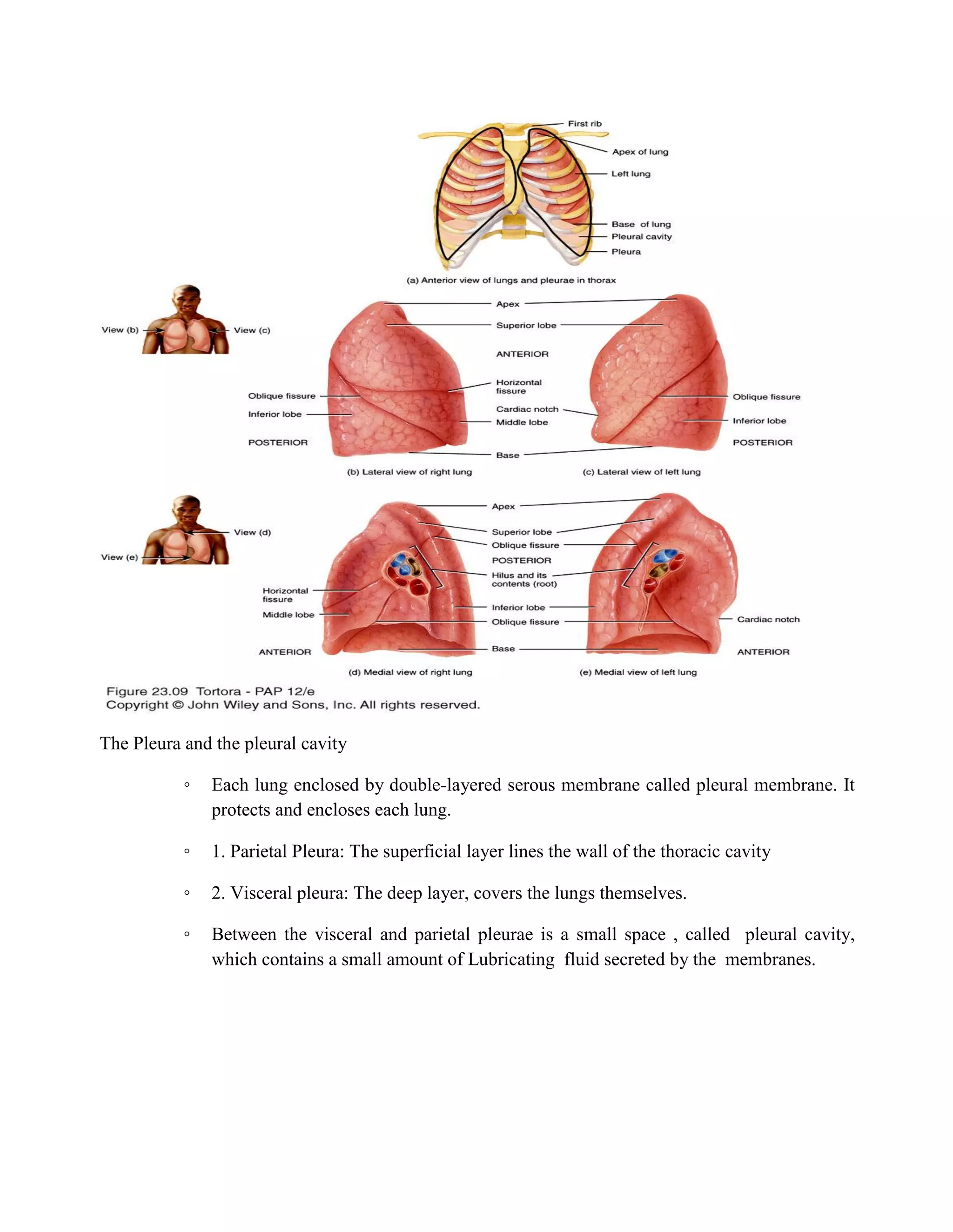 The Pleura and the pleural cavity
◦ Each lung enclosed by double-layered serous membrane called pleural membrane. It
protects and encloses each lung.
◦ 1. Parietal Pleura: The superficial layer lines the wall of the thoracic cavity
◦ 2. Visceral pleura: The deep layer, covers the lungs themselves.
◦ Between the visceral and parietal pleurae is a small space , called pleural cavity,
which contains a small amount of Lubricating fluid secreted by the membranes.
 