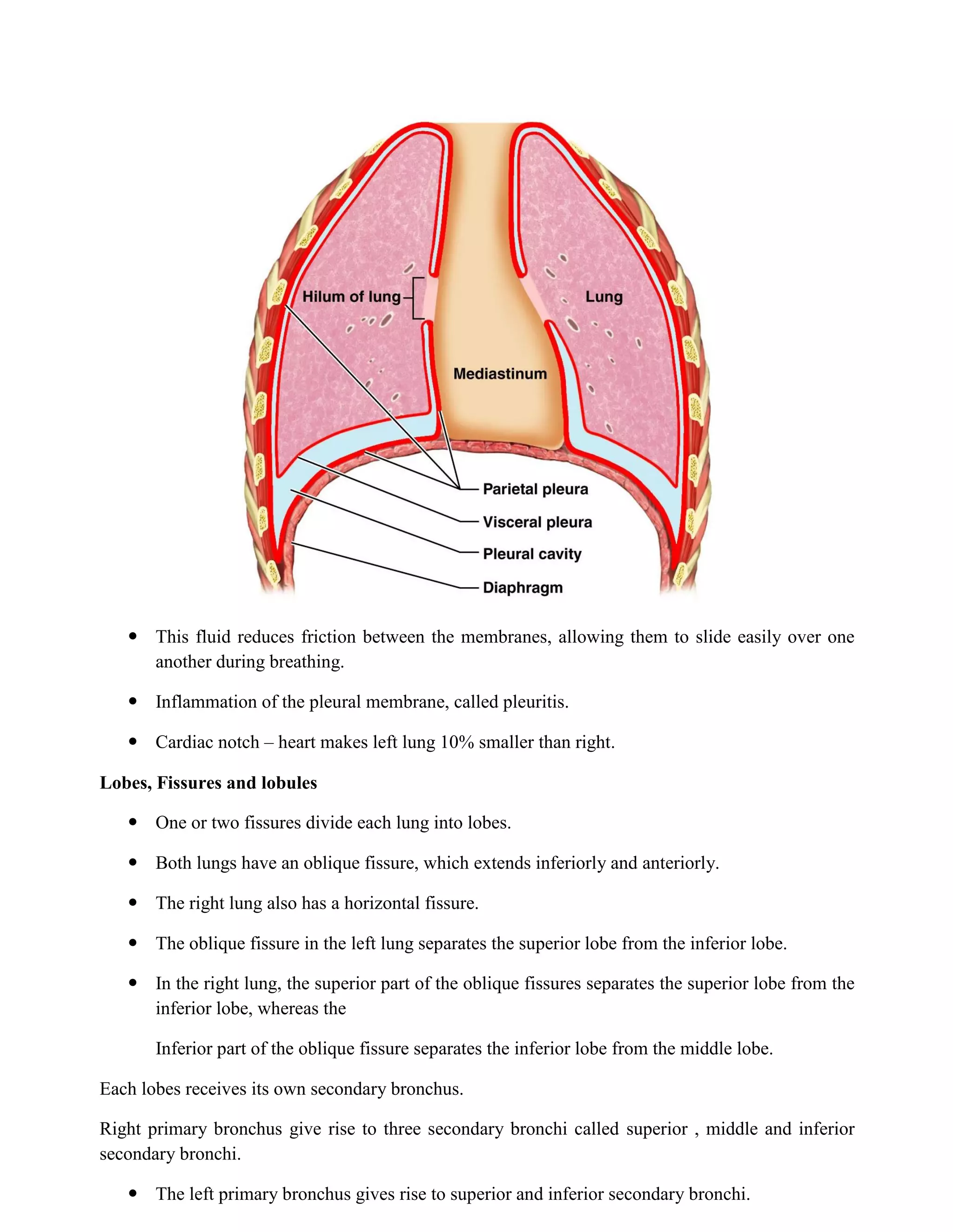  This fluid reduces friction between the membranes, allowing them to slide easily over one
another during breathing.
 Inflammation of the pleural membrane, called pleuritis.
 Cardiac notch – heart makes left lung 10% smaller than right.
Lobes, Fissures and lobules
 One or two fissures divide each lung into lobes.
 Both lungs have an oblique fissure, which extends inferiorly and anteriorly.
 The right lung also has a horizontal fissure.
 The oblique fissure in the left lung separates the superior lobe from the inferior lobe.
 In the right lung, the superior part of the oblique fissures separates the superior lobe from the
inferior lobe, whereas the
Inferior part of the oblique fissure separates the inferior lobe from the middle lobe.
Each lobes receives its own secondary bronchus.
Right primary bronchus give rise to three secondary bronchi called superior , middle and inferior
secondary bronchi.
 The left primary bronchus gives rise to superior and inferior secondary bronchi.
 