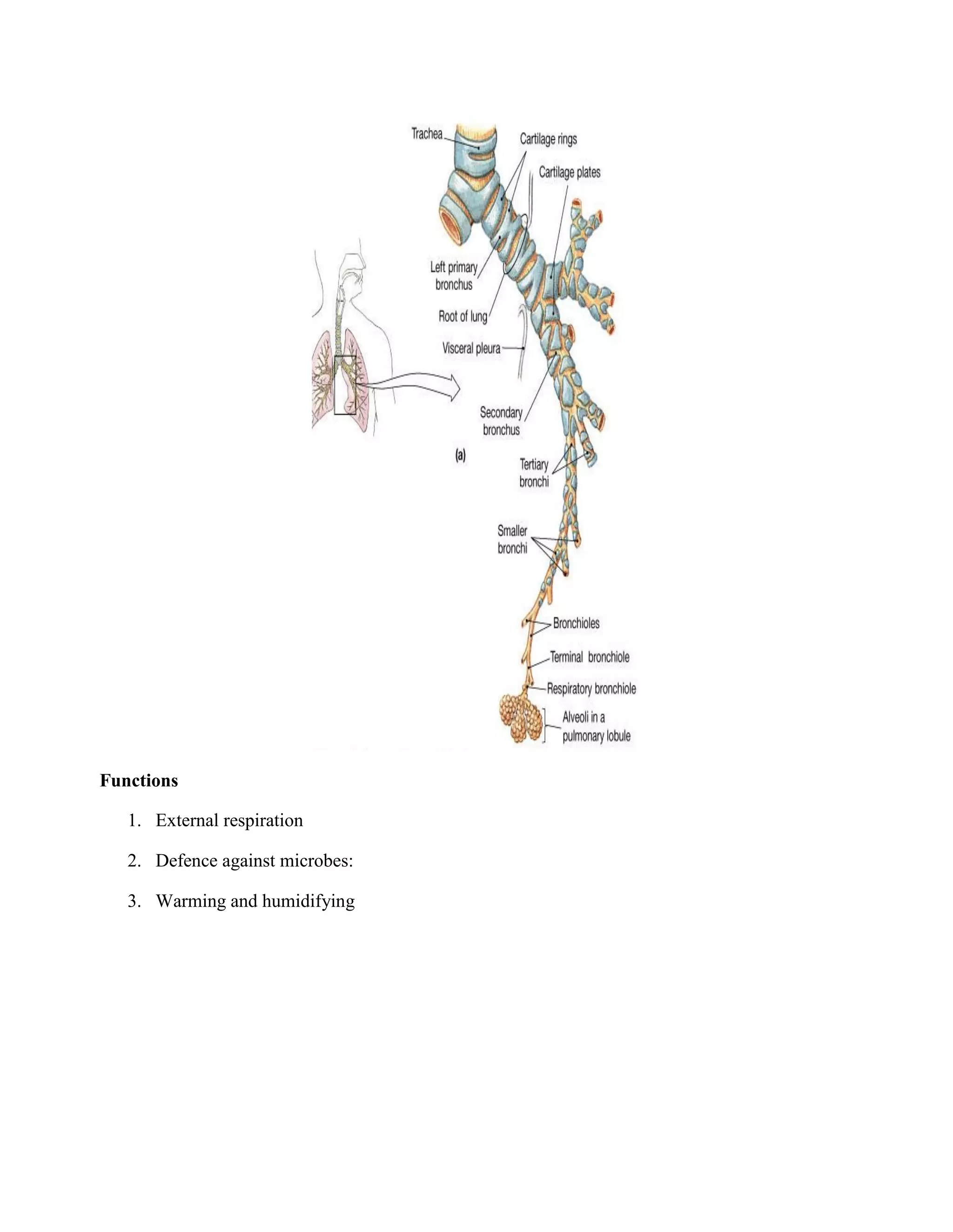 Functions
1. External respiration
2. Defence against microbes:
3. Warming and humidifying
 