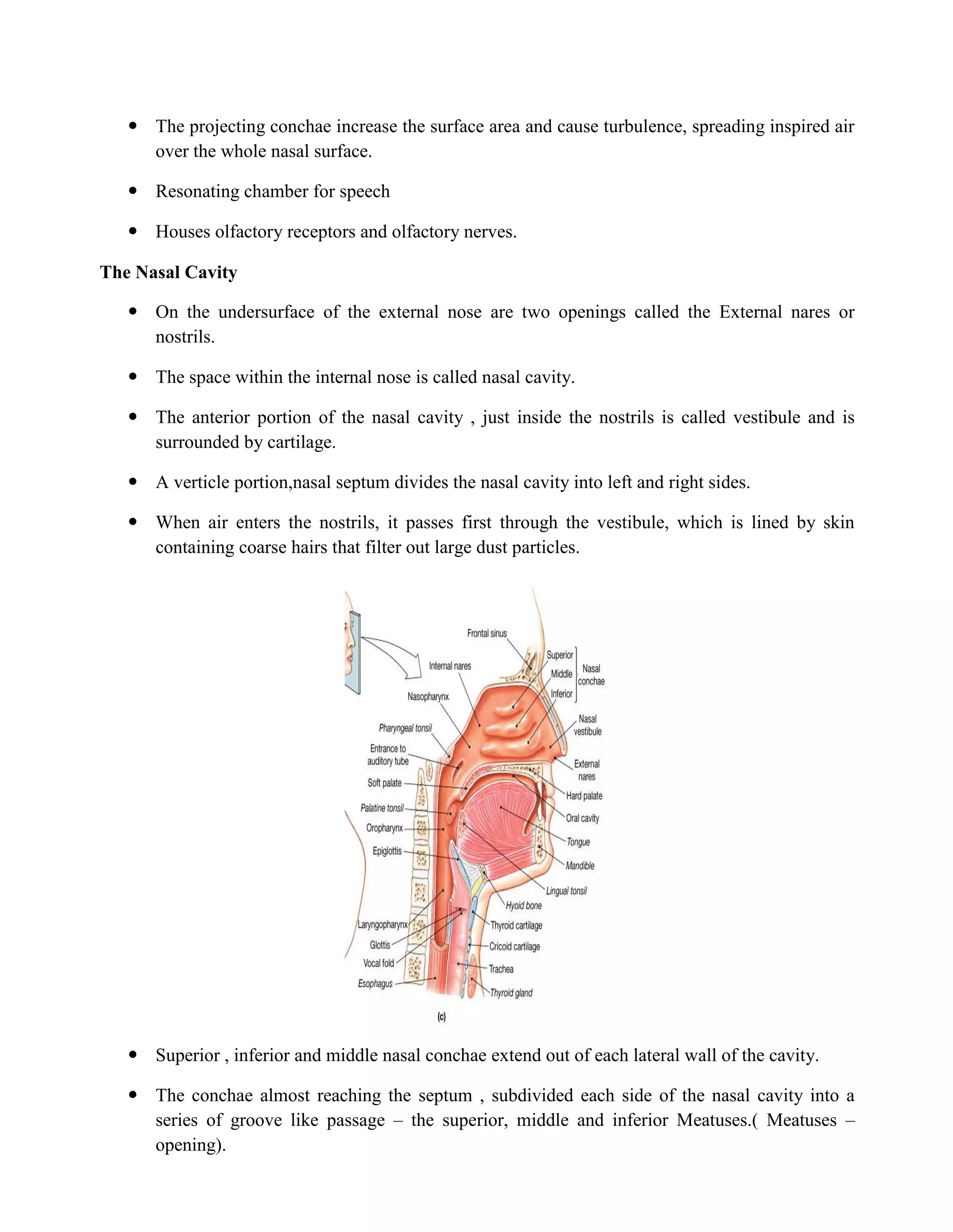  The projecting conchae increase the surface area and cause turbulence, spreading inspired air
over the whole nasal surface.
 Resonating chamber for speech
 Houses olfactory receptors and olfactory nerves.
The Nasal Cavity
 On the undersurface of the external nose are two openings called the External nares or
nostrils.
 The space within the internal nose is called nasal cavity.
 The anterior portion of the nasal cavity , just inside the nostrils is called vestibule and is
surrounded by cartilage.
 A verticle portion,nasal septum divides the nasal cavity into left and right sides.
 When air enters the nostrils, it passes first through the vestibule, which is lined by skin
containing coarse hairs that filter out large dust particles.
 Superior , inferior and middle nasal conchae extend out of each lateral wall of the cavity.
 The conchae almost reaching the septum , subdivided each side of the nasal cavity into a
series of groove like passage – the superior, middle and inferior Meatuses.( Meatuses –
opening).
 