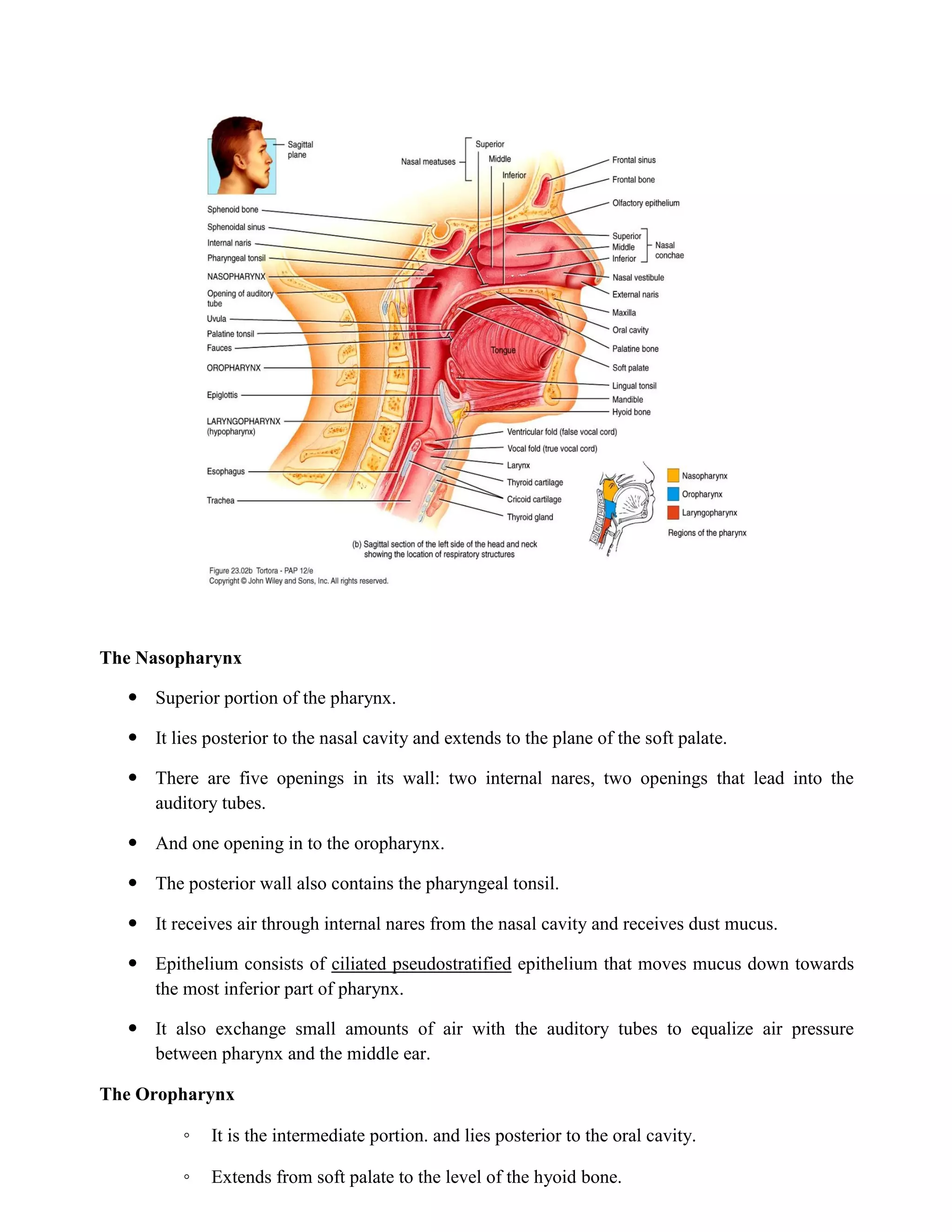 The Nasopharynx
 Superior portion of the pharynx.
 It lies posterior to the nasal cavity and extends to the plane of the soft palate.
 There are five openings in its wall: two internal nares, two openings that lead into the
auditory tubes.
 And one opening in to the oropharynx.
 The posterior wall also contains the pharyngeal tonsil.
 It receives air through internal nares from the nasal cavity and receives dust mucus.
 Epithelium consists of ciliated pseudostratified epithelium that moves mucus down towards
the most inferior part of pharynx.
 It also exchange small amounts of air with the auditory tubes to equalize air pressure
between pharynx and the middle ear.
The Oropharynx
◦ It is the intermediate portion. and lies posterior to the oral cavity.
◦ Extends from soft palate to the level of the hyoid bone.
 