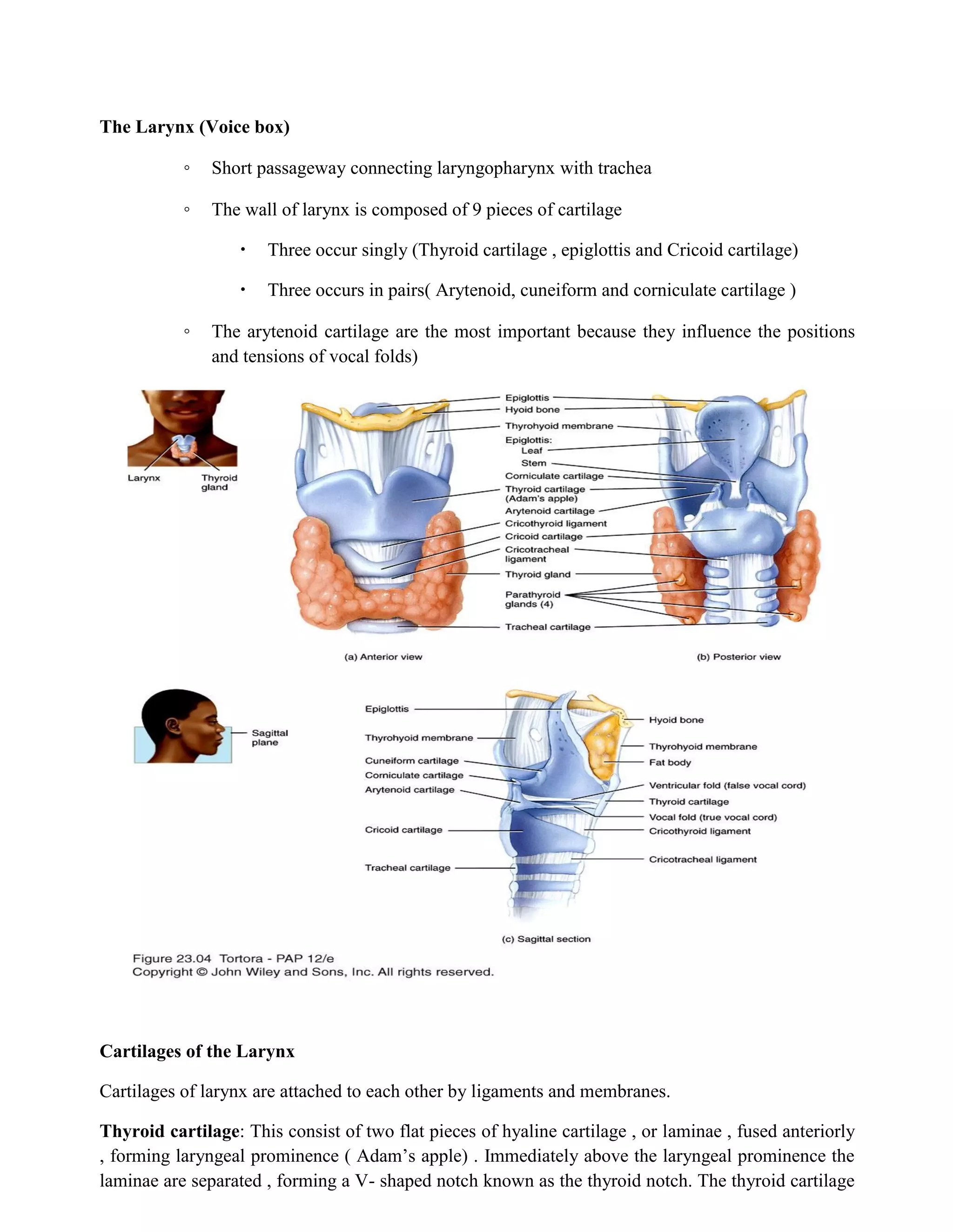 The Larynx (Voice box)
◦ Short passageway connecting laryngopharynx with trachea
◦ The wall of larynx is composed of 9 pieces of cartilage
 Three occur singly (Thyroid cartilage , epiglottis and Cricoid cartilage)
 Three occurs in pairs( Arytenoid, cuneiform and corniculate cartilage )
◦ The arytenoid cartilage are the most important because they influence the positions
and tensions of vocal folds)
Cartilages of the Larynx
Cartilages of larynx are attached to each other by ligaments and membranes.
Thyroid cartilage: This consist of two flat pieces of hyaline cartilage , or laminae , fused anteriorly
, forming laryngeal prominence ( Adam’s apple) . Immediately above the laryngeal prominence the
laminae are separated , forming a V- shaped notch known as the thyroid notch. The thyroid cartilage
 
