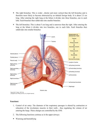  The right bronchus: This is wider , shorter and more vertical than the left bronchus and is
therefore more likely to become obstructed by an inhaled foreign body. It is about 2.5 cm
long. After entering the right lung at the hilum it divides into three branches, one to each
lobe. Each branches then subdivides into smaller branches.
 The left bronchus: This is about 5 cm long and is narrower than the right. After entering the
lung at the hilum it divides into two branches, one to each lobe. Each branches then
subdivides into smaller branches
Functions:
1. Control of air entry: The diameter of the respiratory passages is altered by contraction or
relaxation of the involuntary muscles in their walls , thus regulating the volume of air
entering the lungs. These changes are controlled by the ANS
2. The following functions continue as in the upper airways:
 Warming and humidifying
 